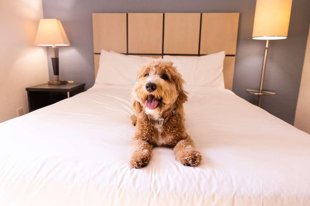 Sonesta Simply Suites Austin The Domain Area Bilik gambar